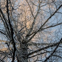 Talvipäivä / A Winterday / 2